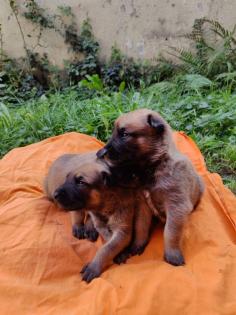 Malinois Welpen mit Ahnentafel