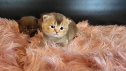 Bkh Kitten in seltener Farben. Stammbaum