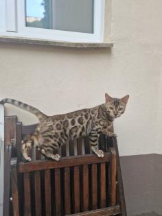 Reinrassige Bengalkitten abzugeben