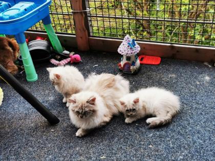 Sibirische Waldkatzen