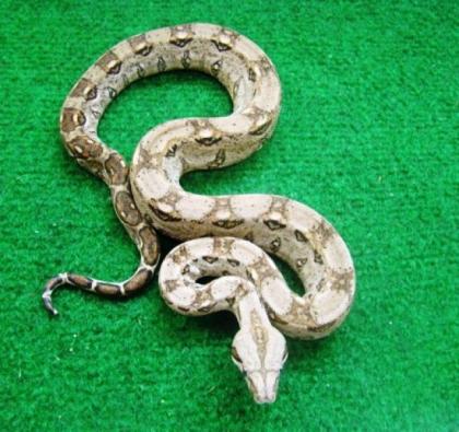 Boa Constrictor Imperator, helle Mexiko Boa cancun, Kaiserboa