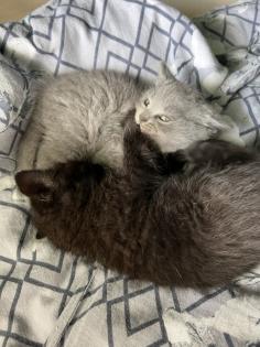 Britisch kurzhaar kitten Katze