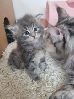 Maine Coon Kitten reinrassig