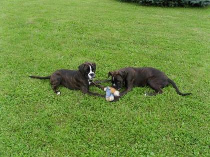 Boxerwelpen