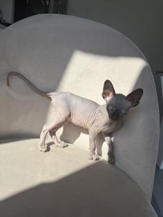 Kanadische Sphynx Kitten