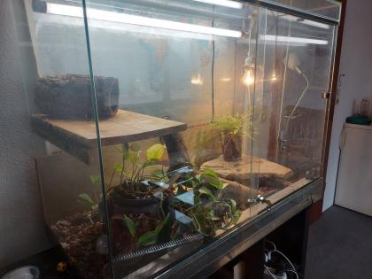 Königspython inklusive voll ausgestattetem Terrarium
