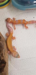 Leopardgeckos verschiedene Morphen