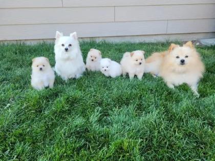 Pomeranian-Zwergspitz Welpen