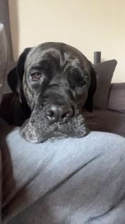 Carne Corso Boxer Hündin 5 Jahre alt