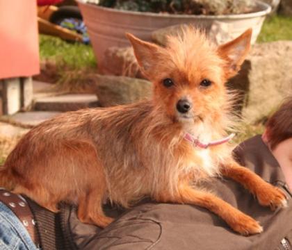 Super liebe Yorki - Chihuahua - Hündin abzugeben