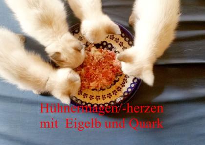 Siamkitten - Old Style Siamese Wichien-Maat