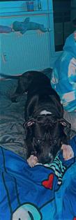 Canecorso boxer old englisch Bulldog