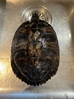 Wasserschildkröte Trachemys Scripta Scripta