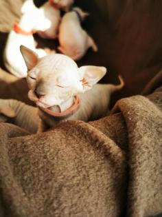 Sphynx kitten