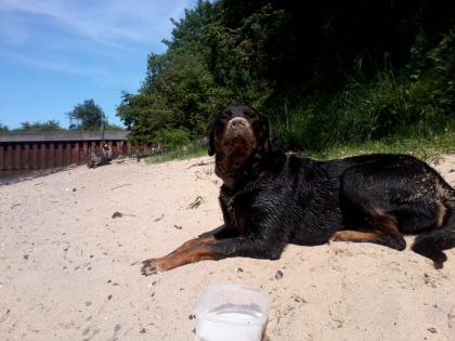 DOGSITTING Ich führe gerne täglich ihren Hund 1-3 std aus Raum Ellerbeck/ W