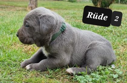 Cane Corso Welpen Reinrassig