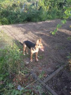Luna sucht ein neues Zuhause