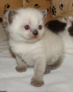 BKH BLH Highländer Kitten in seal point bicolor black tabby/white