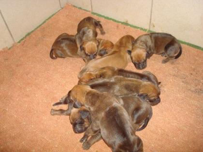 Rhodesian Ridgeback Welpen