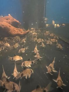 Panda Wels / Corydoras Panda