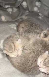 Britisch Kurzhaar Kitten