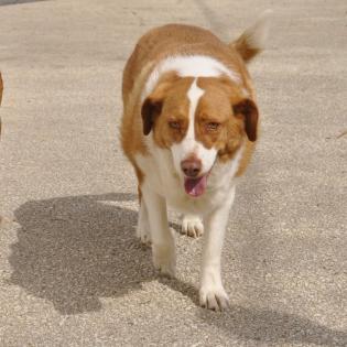Bitsie sucht ein Zuhause