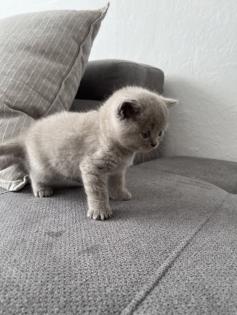 Verspieltes BKH-Kitten ab dem 15. 07 in fürsorgliche Hände abzugeben