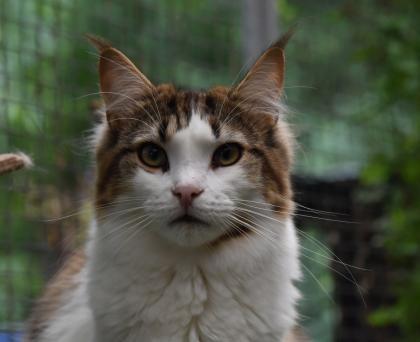 Zuzanna- Maine Coon Mädel mit Papieren, 14 Monate kastriert