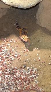 Männlicher Leopardgecko