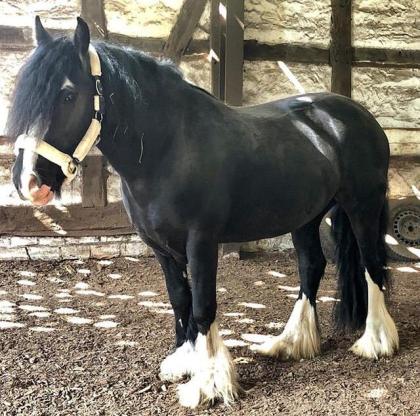 8 Jährige Tinker Stute in gute Hände abzugeben