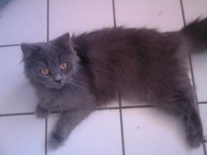 Knuffige Persermiez sucht ein neues Zuhause