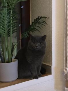 BKh Deckkater Blue