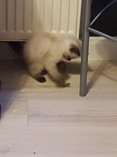 Reinrassige Balinesische Siam Kitten Langhaar, Selten
