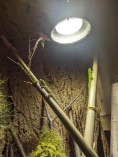 Grosser Madagaskar Taggecko