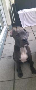 Boxer mix 1jahr sucht neues zuhause, nur wer zeit hat melden