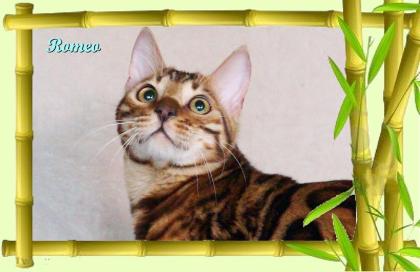 Exklusiver und pfiffiger Bengal Kater, Donat Rosetten, Eyecatcher, unkastriert