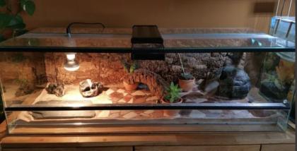 Leopardgecko mit Terrarium
