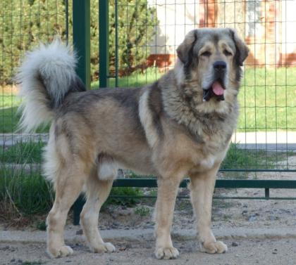 Tibet Dogge Welpen mit FCI-Papieren 2021
