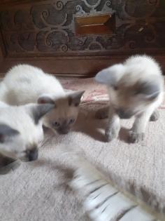 Supersüße Siamkitten sind bald abgabebereit