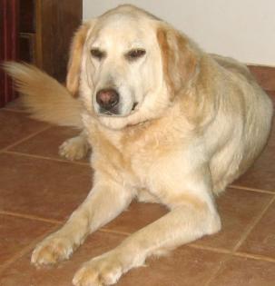 Aspen - Golden Retriever Mix Er und seine Freunde haben ihr Zuhause verloren