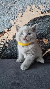 Süsse BKH Kitten Mix suchen neues Zuhause