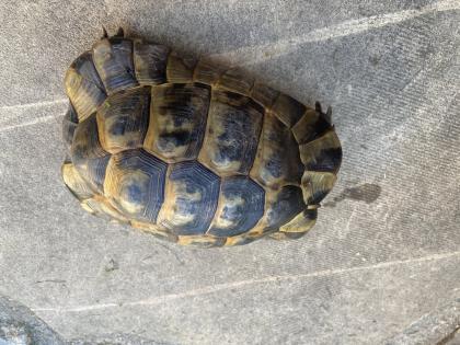 Verkaufe 2 griechische Landschildkröten, männlich