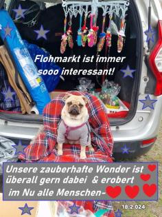 Altdeutsche Mopshündin, 9 Monate mit Ahnennachweis