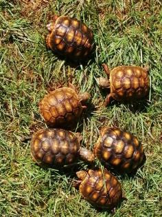 Koehlerschildkroeten Nachzuchten