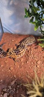 Leopardengecko in Terrarium inkl. üppigen Zubehör