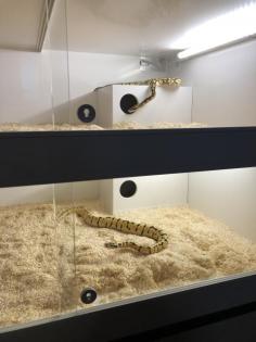 Königspythons Bumblebee, Banana Bumblebee, pastawe
