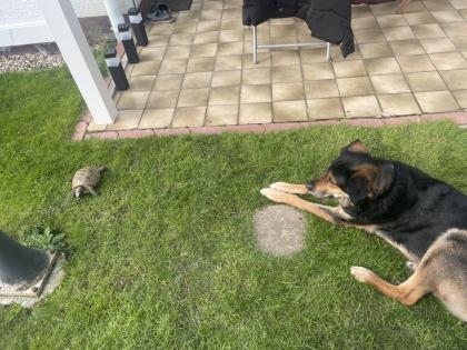 Herausforderung Liebesbedürftiger Schäferhund-Mischling abzugeben