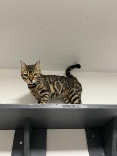 Bengal Paar Katze/Kater