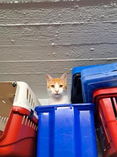 Kater Charlie vermisst