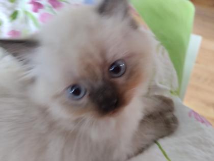 Ragdoll -Persermischlinge